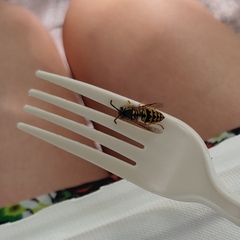 Vespula pensylvanica