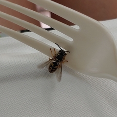 Vespula pensylvanica