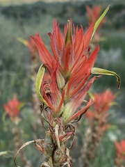 Castilleja miniata