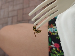 Vespula pensylvanica