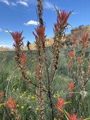 Castilleja miniata