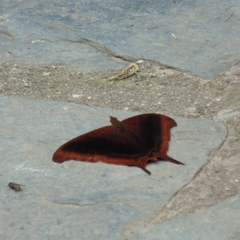 Marpesia zerynthia