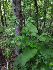Arctium nemorosum