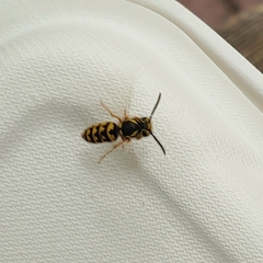 Vespula pensylvanica