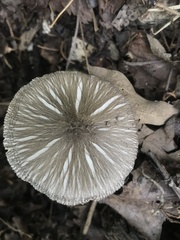 Volvariella