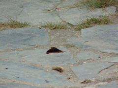 Marpesia zerynthia