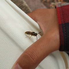 Vespula pensylvanica