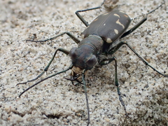 Cicindela oregona oregona