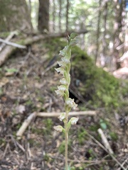 Goodyera oblongifolia