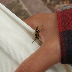 Vespula pensylvanica