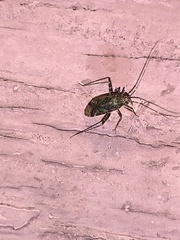 Insecta