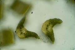 Tortella tortuosa
