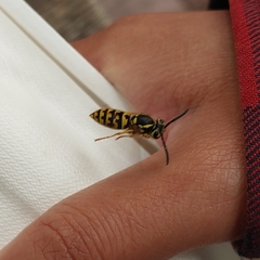 Vespula pensylvanica
