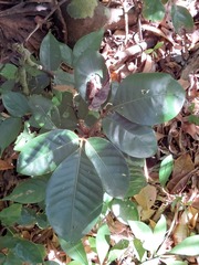 Aglaia rimosa