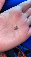 Paraphidippus aurantius