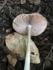 Volvariella