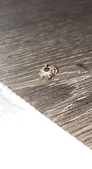 Paraphidippus aurantius