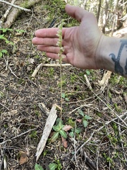 Goodyera oblongifolia