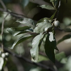 Elaeagnus commutata