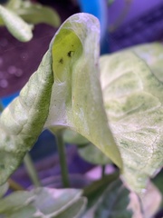 Paraphidippus aurantius