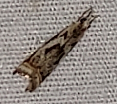 Microcrambus elegans