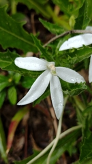 Hippobroma longiflora