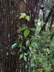 Toxicodendron