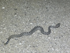 Crotalus atrox