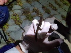 Hynobius quelpaertensis