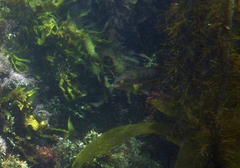 Halichoeres semicinctus