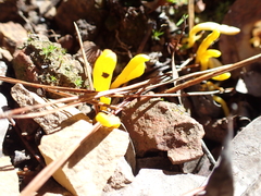 Clavulinopsis amoena