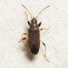 Perigenes similis