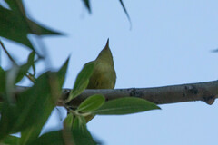 Leiothlypis celata