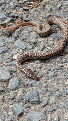 Coluber constrictor mormon
