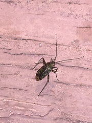 Insecta