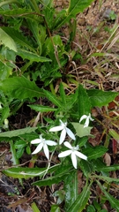 Hippobroma longiflora