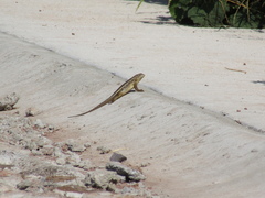 Sceloporus albiventris