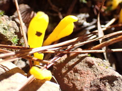 Clavulinopsis amoena