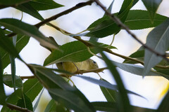 Leiothlypis celata