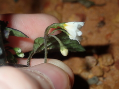 Solanum nigrum
