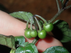 Solanum nigrum