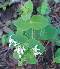 Guardiola platyphylla