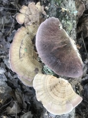 Trichaptum laricinum