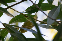 Leiothlypis celata