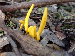 Clavulinopsis amoena