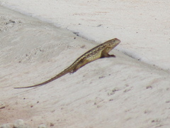 Sceloporus albiventris