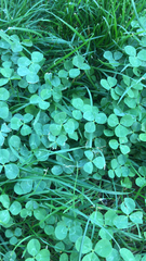 Trifolium repens