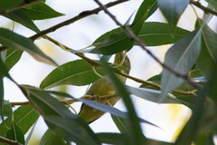 Leiothlypis celata