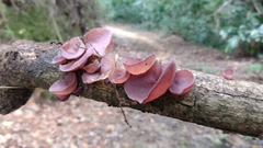 Auricularia fuscosuccinea