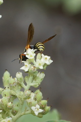 Ectemnius